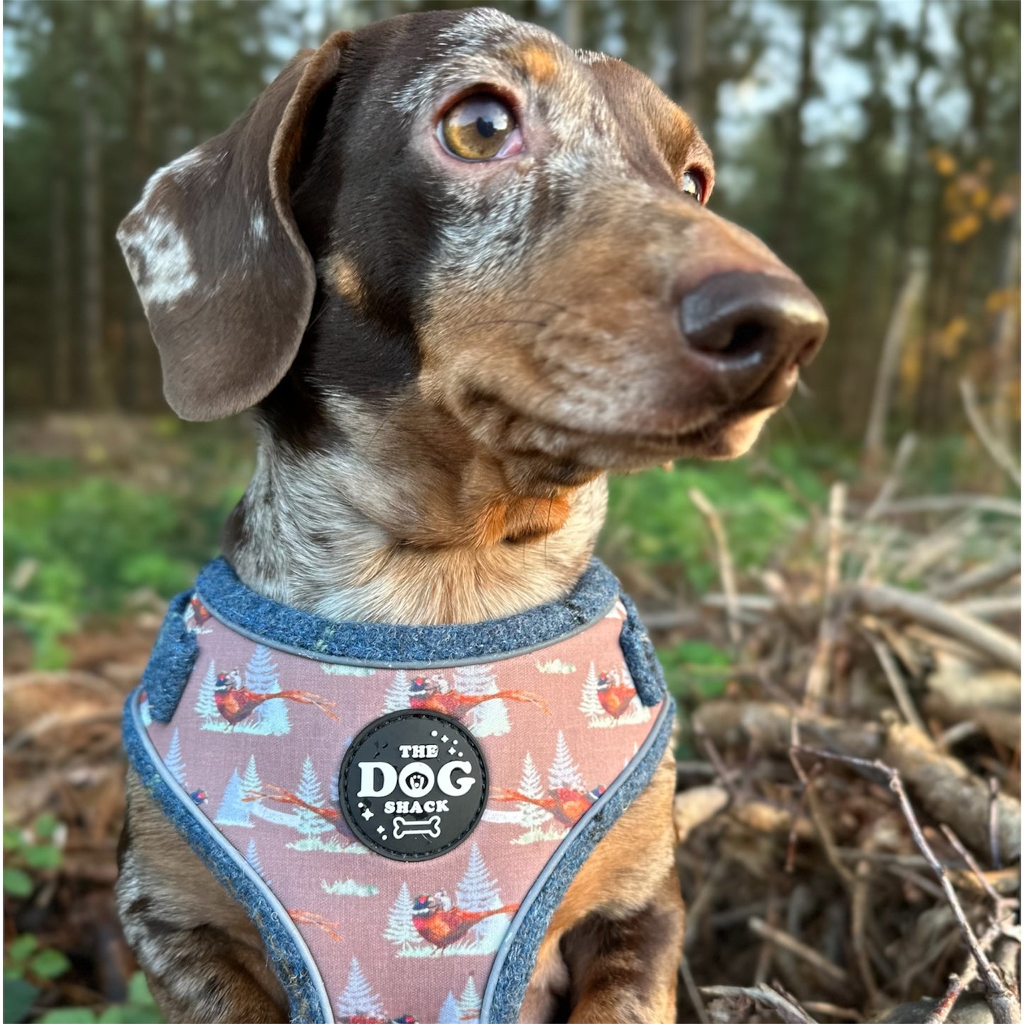 Adjustable 1 Clip & 3 clip harness - Blue Tweed X Pheasant