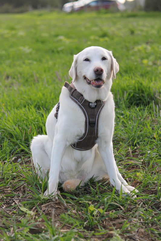 Brown Tweed Dog Harness – Adjustable 1 & 3 Clip
