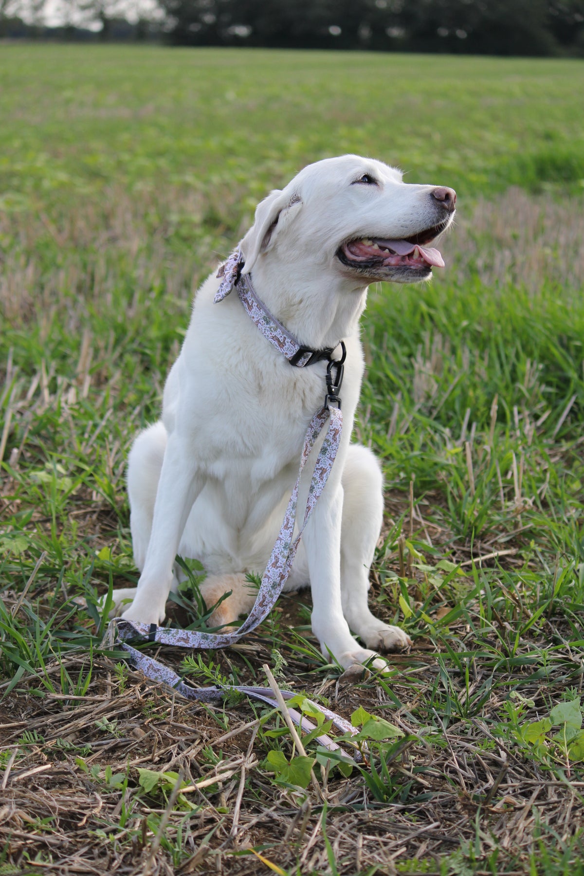 Woodland Hares Adjustable Dog Lead – Country Style