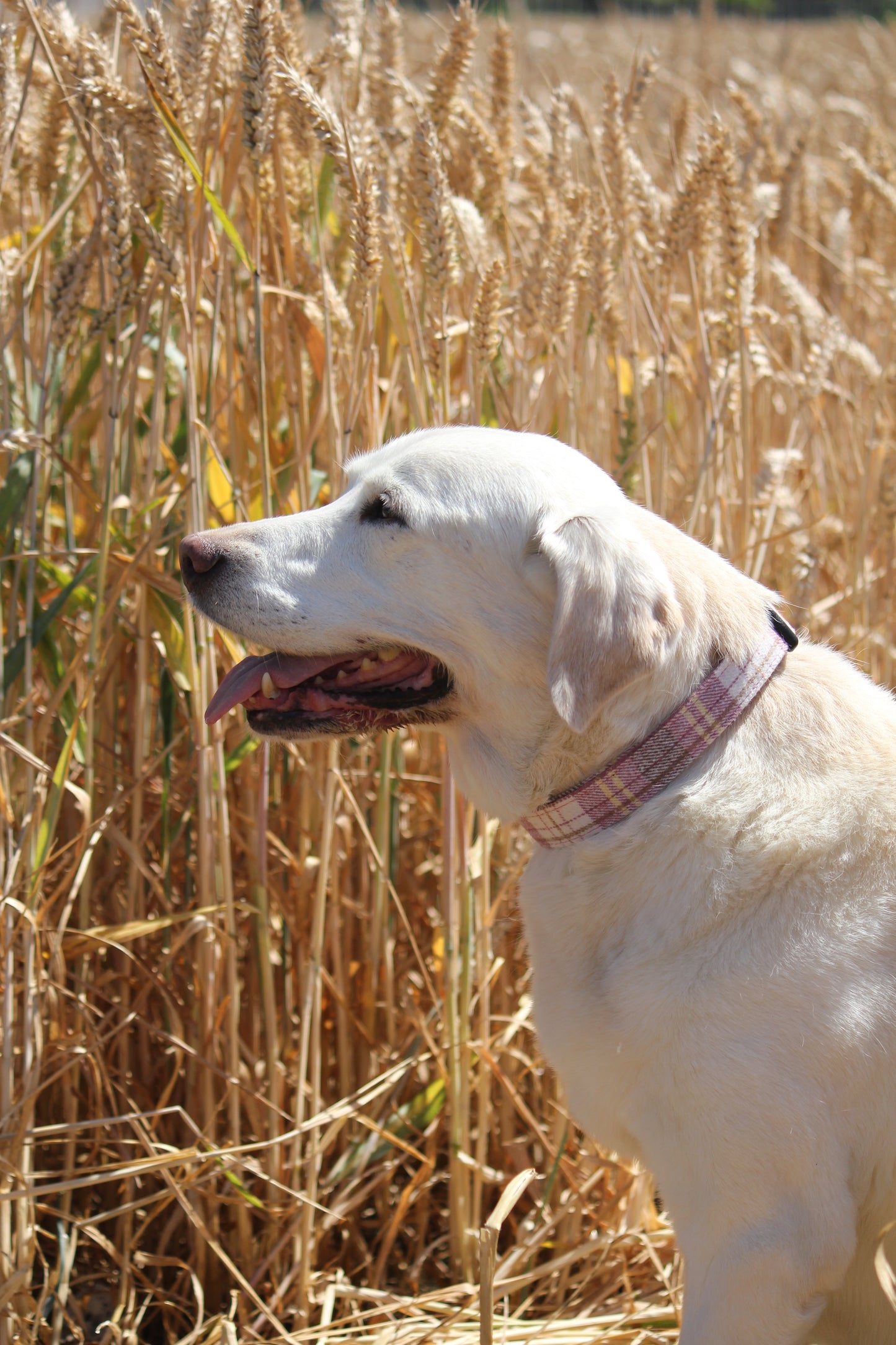 Collar - Raspberry Tweed