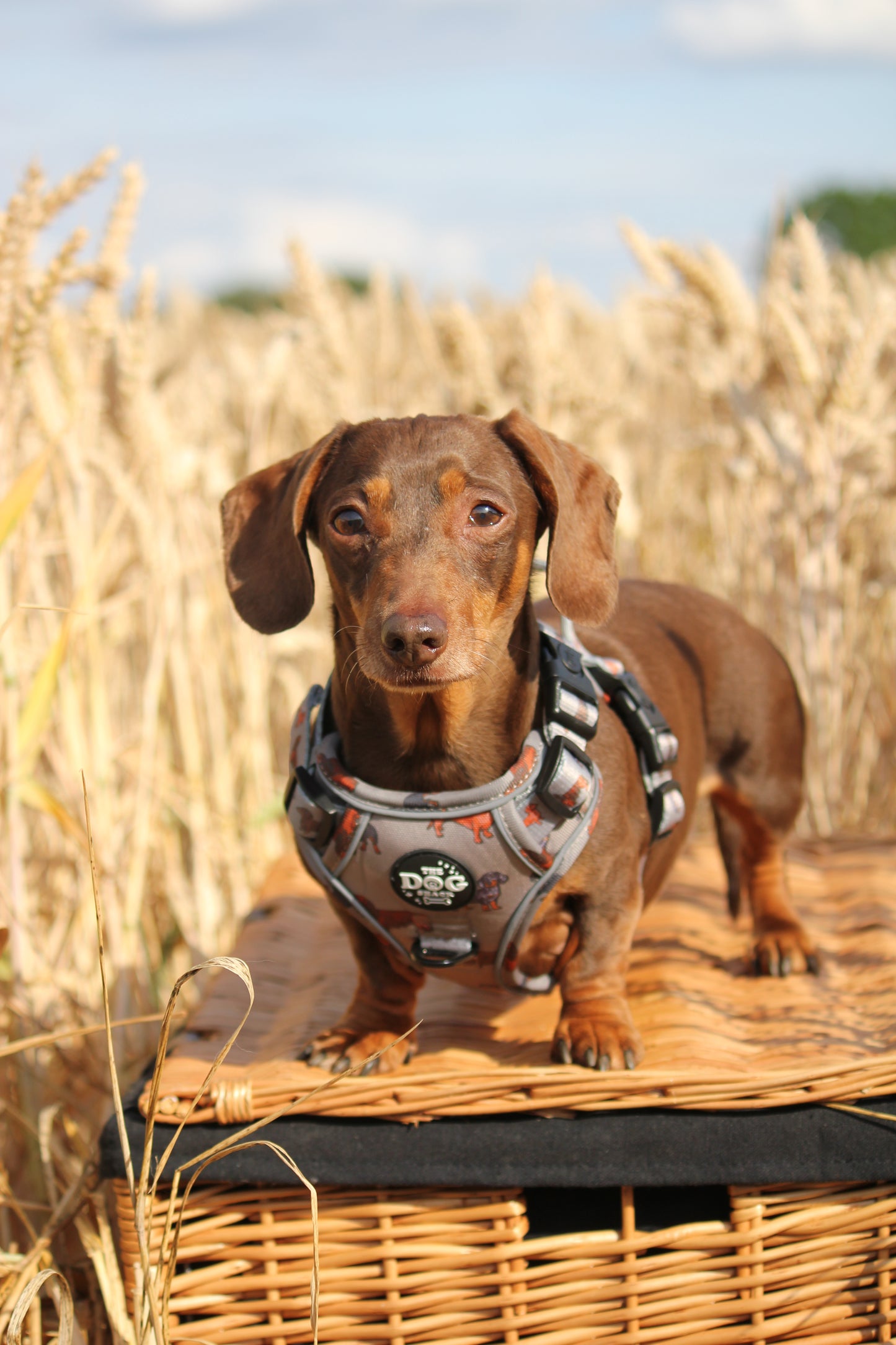Adjustable 1 Clip & 3 Clip Harness  - Clever Little Sausages