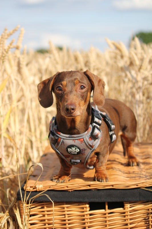 Adjustable 1 Clip & 3 Clip Harness  - Clever Little Sausages