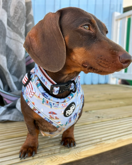 Collar - Beach Pup