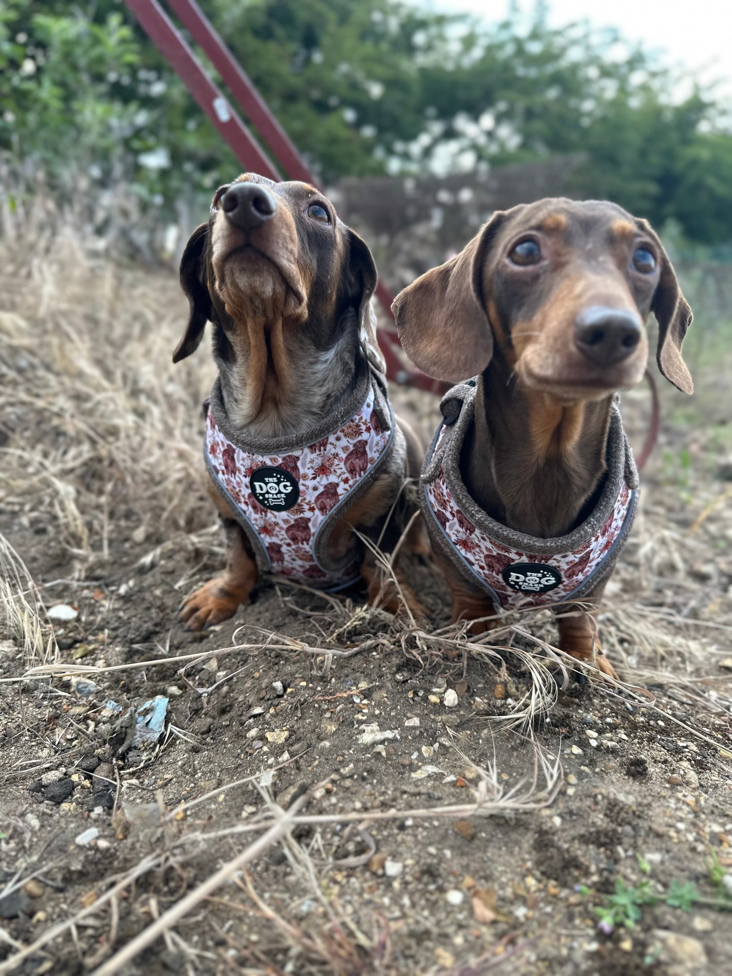 Adjustable 1 Clip & 3 harness - Brown Tweed x Highland Cow