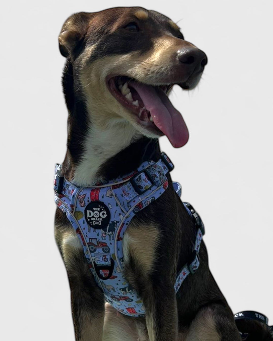 Adjustable 1 Clip & 3 harness - Freddie's Farm