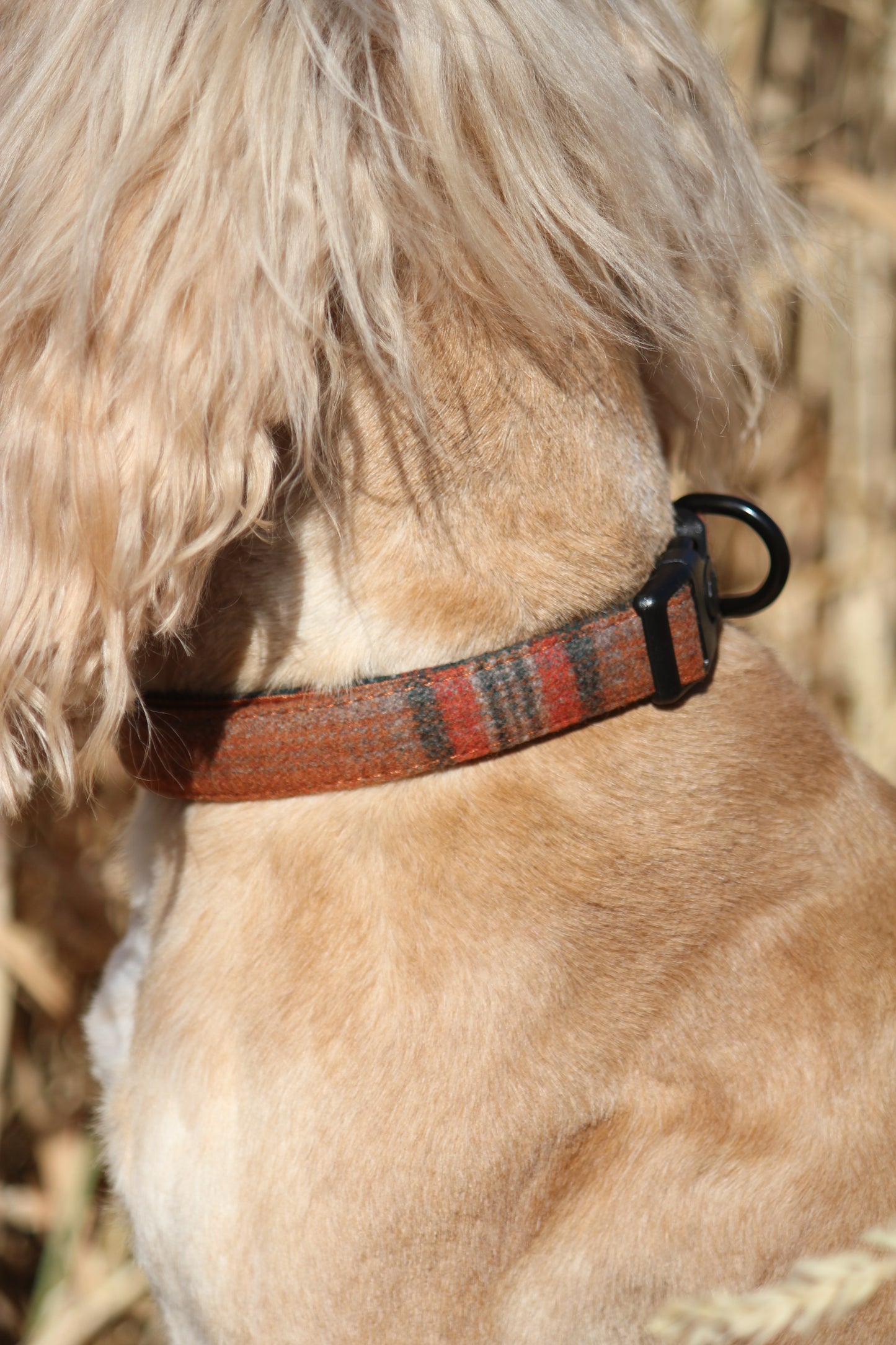 Collar - Orange Tweed