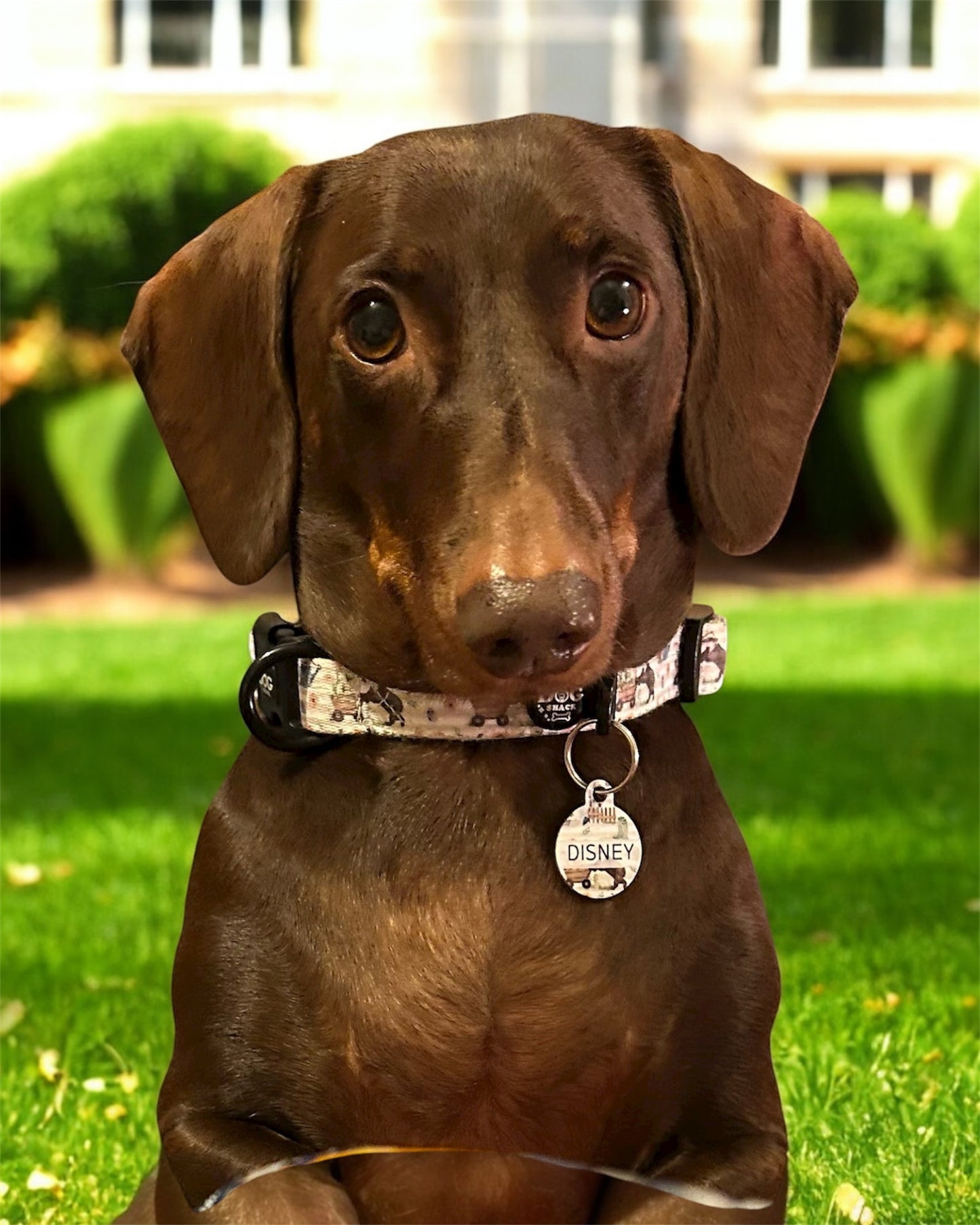 Collar - Badger & Friends