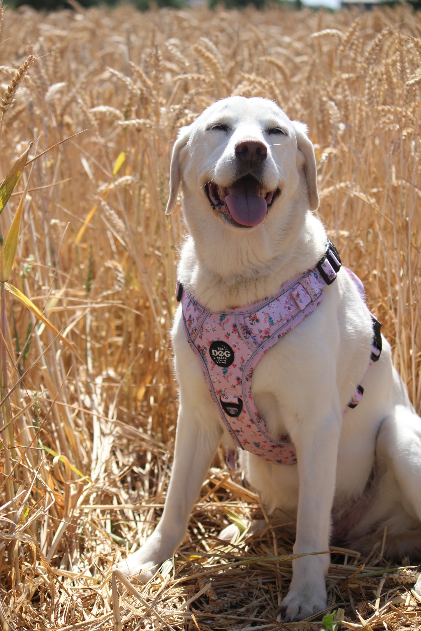 Adjustable 1 Clip & 3 Clip Harness  - Matildas Garden