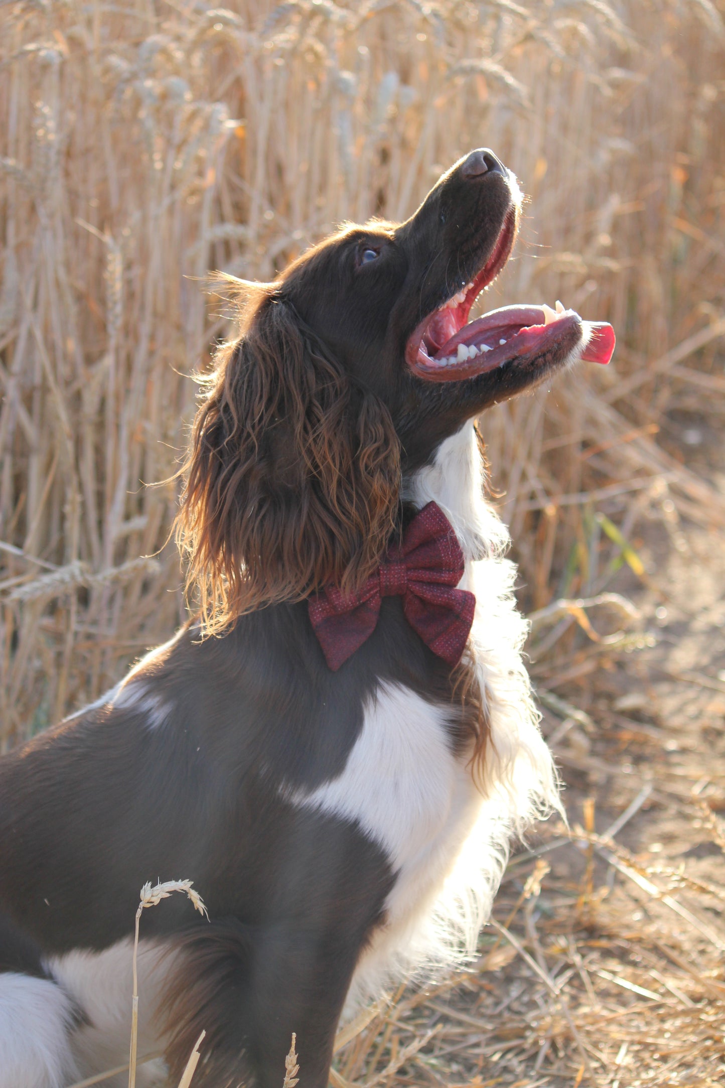 Sailor Bow Tie  - Red Tweed