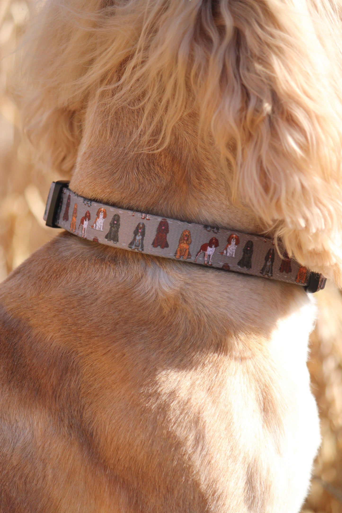 Collar - Spaniel