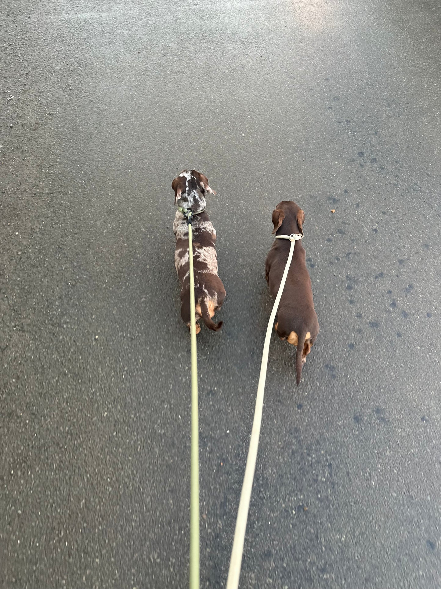 Slip lead with Raspberry Pink Tweed Handle