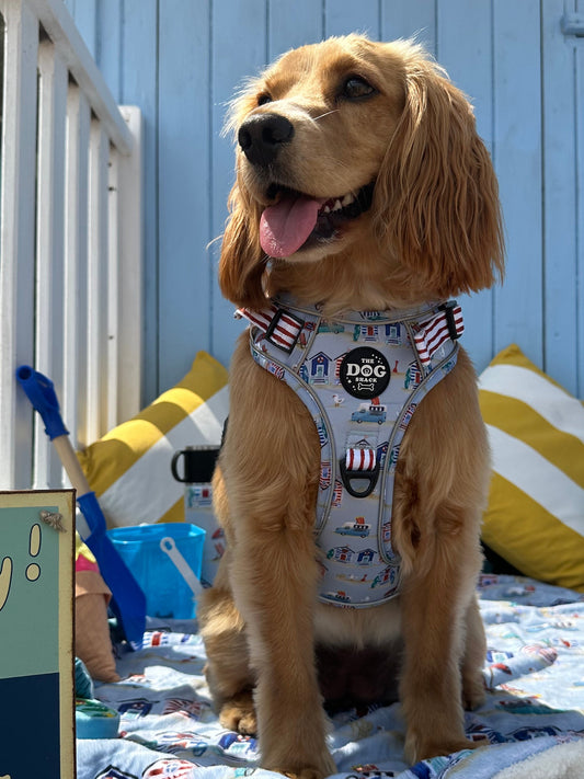 Adjustable 1 Clip & 3 harness - Beach Pup