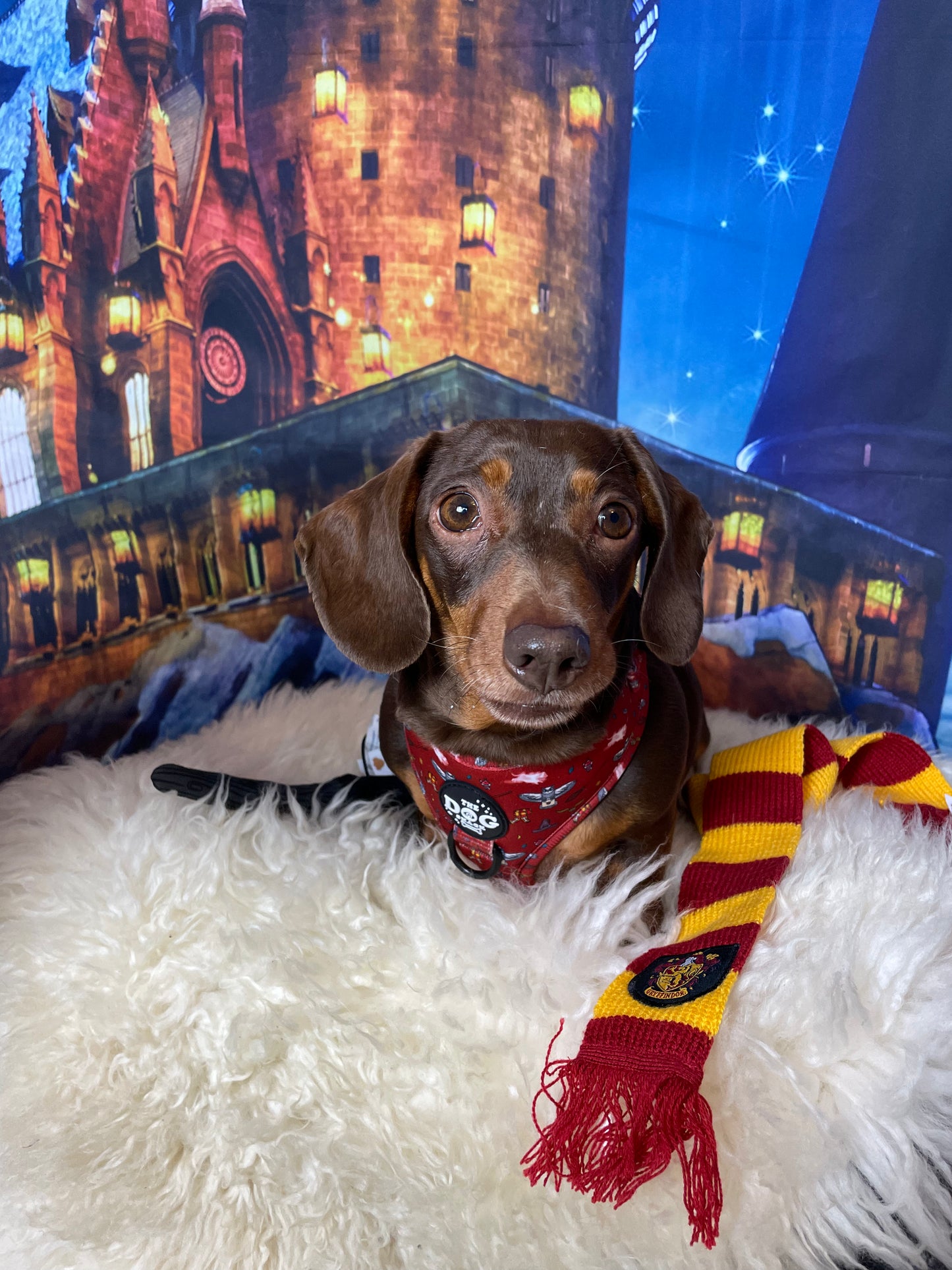 Adjustable Harness  - The School of Magic size XXS was £25