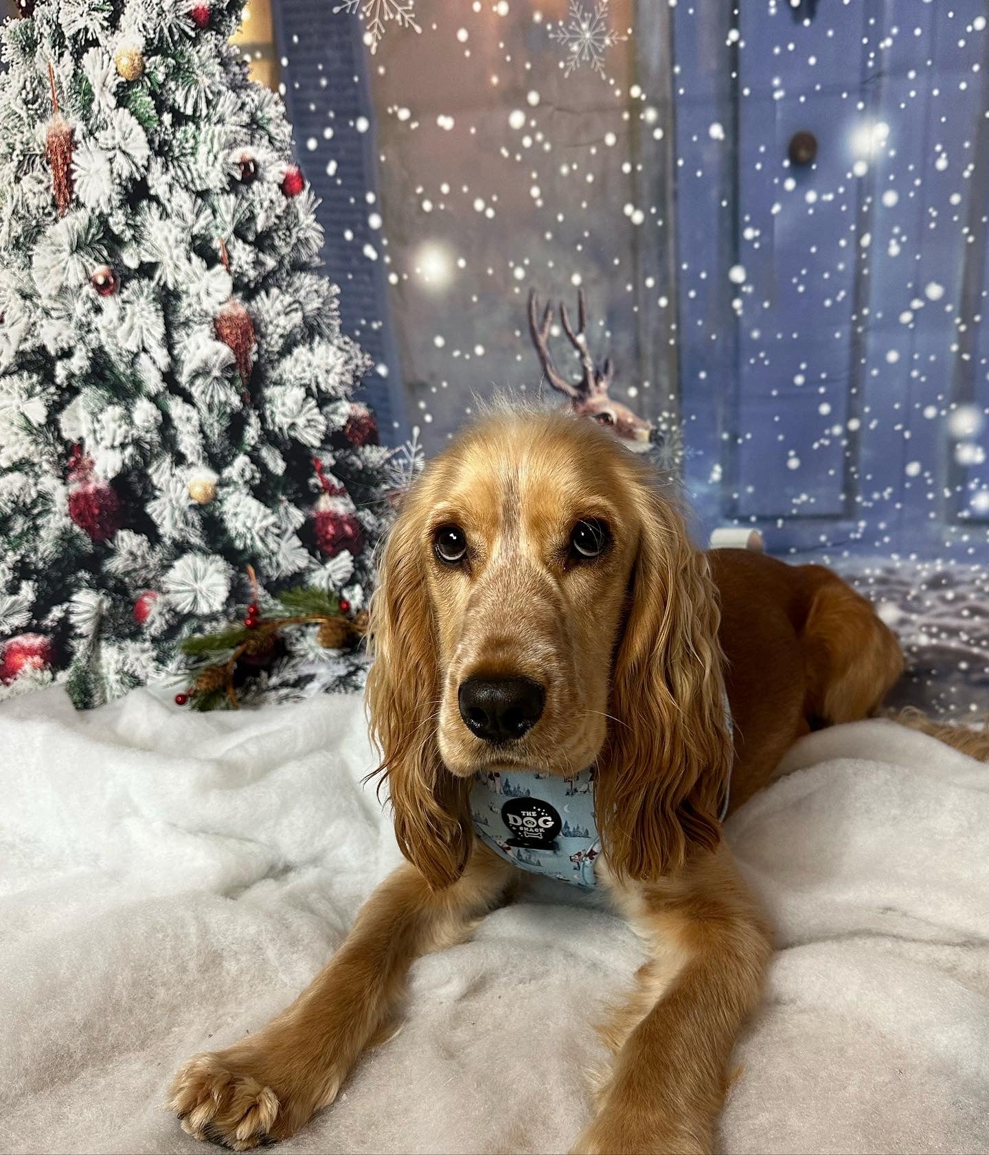 Adjustable Harness  - Basil’s Winter Wonderland size XXS was £25