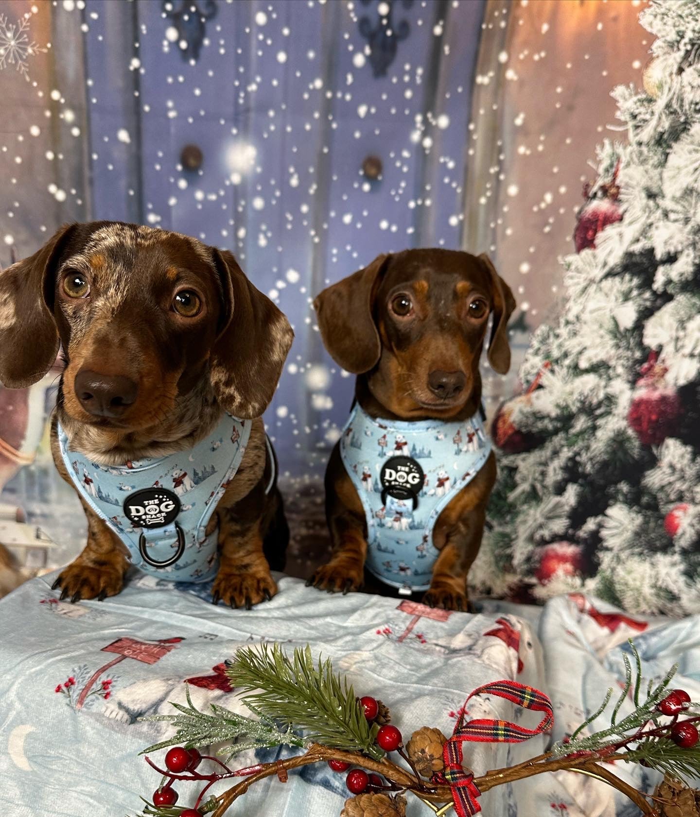 Adjustable Harness  - Basil’s Winter Wonderland size XXS was £25