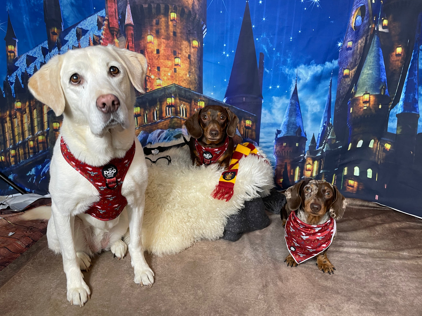 Adjustable Harness  - The School of Magic size XXS was £25