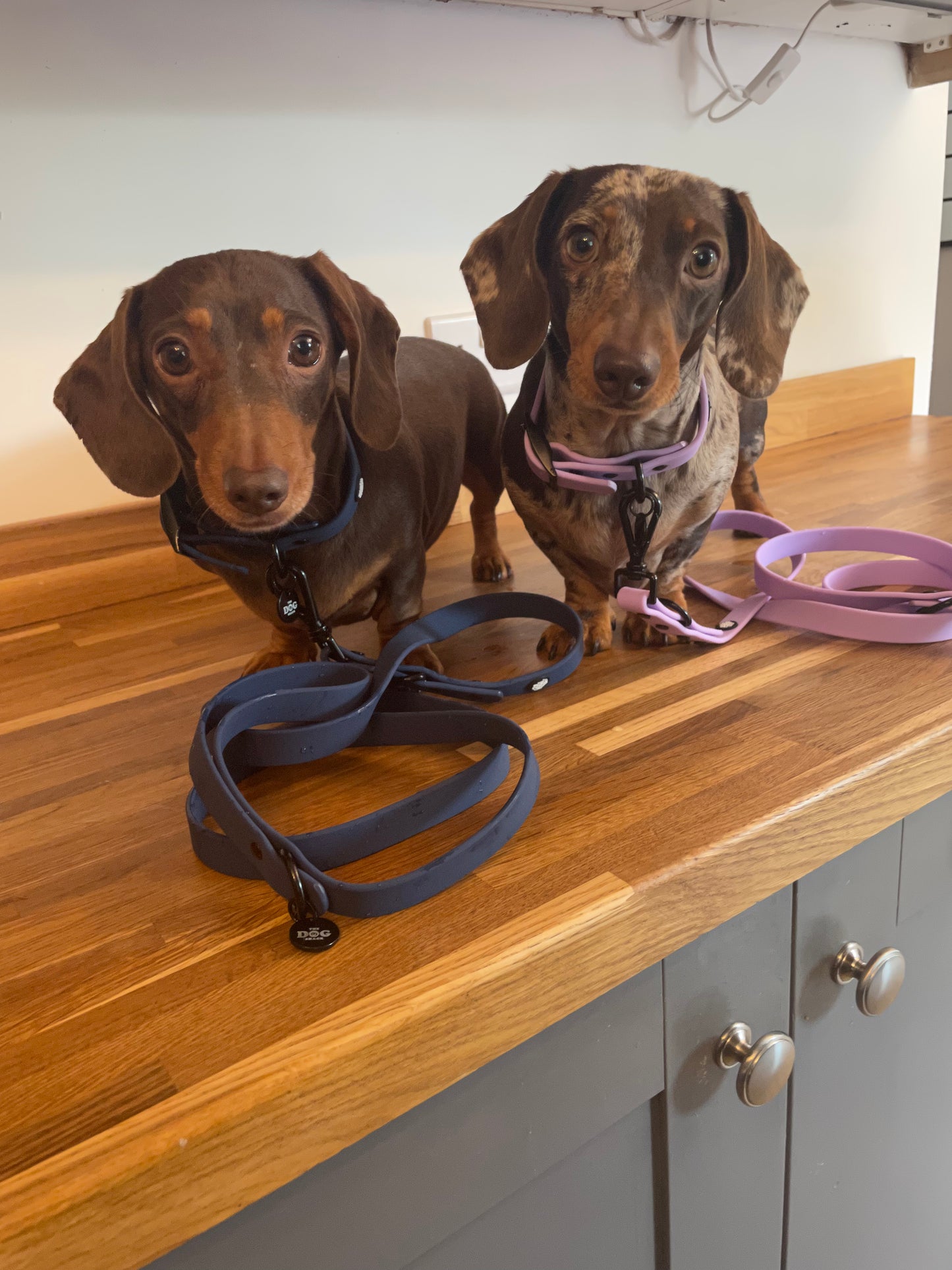 Waterproof Collar - Purple