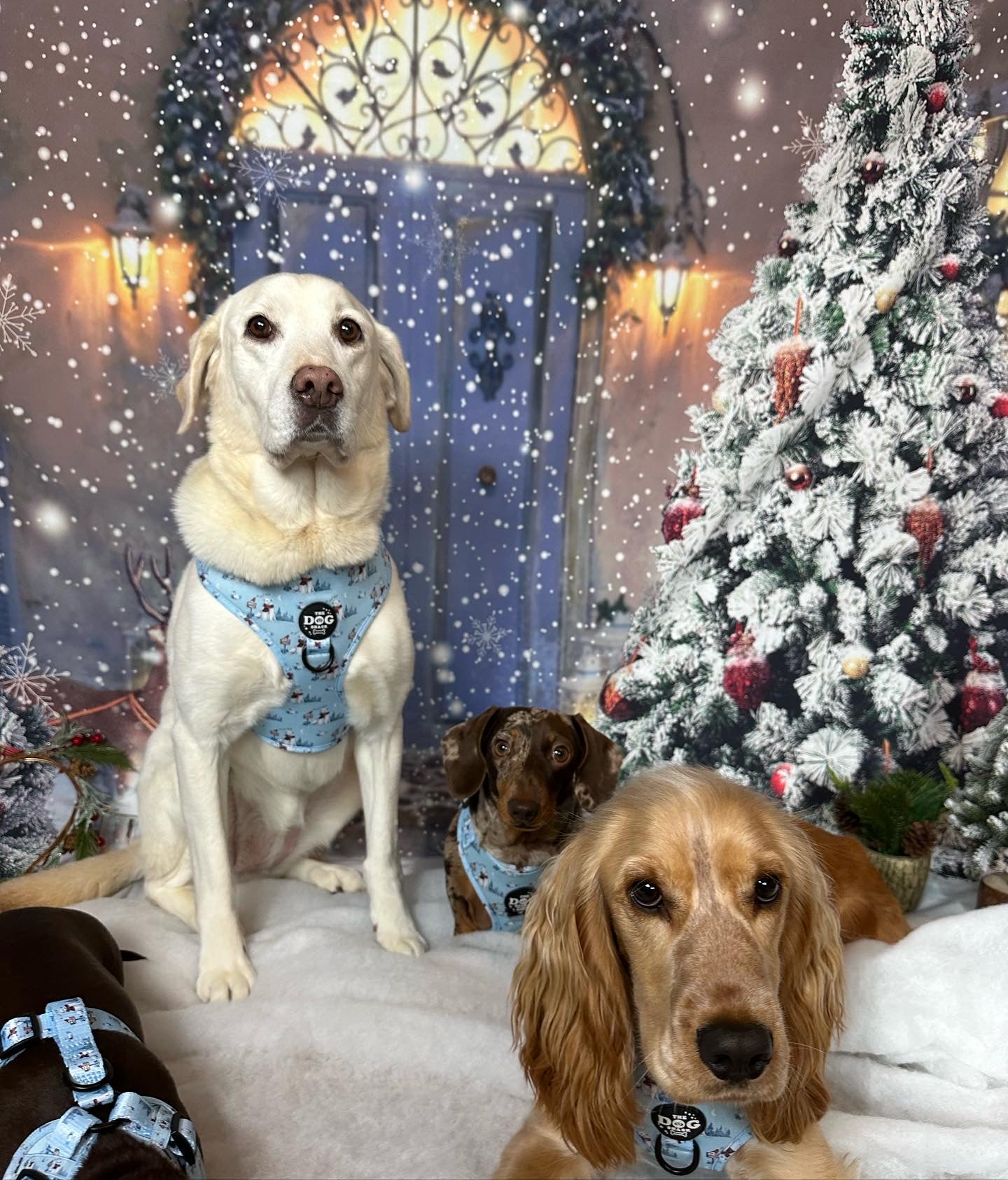 Adjustable Harness  - Basil’s Winter Wonderland size XXS was £25